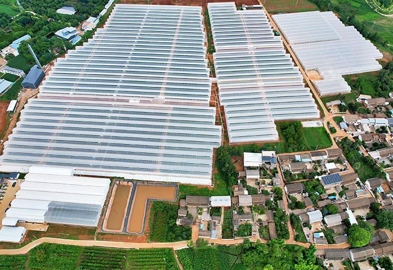 云南鹤庆：“一枝花”开出“千万产”