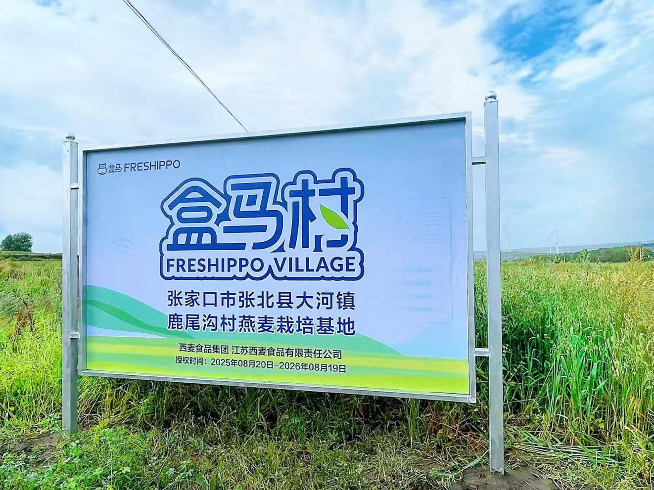 有机燕麦“盒马村”落户张北 阿里巴巴助力张北打造可持续发展样板县域